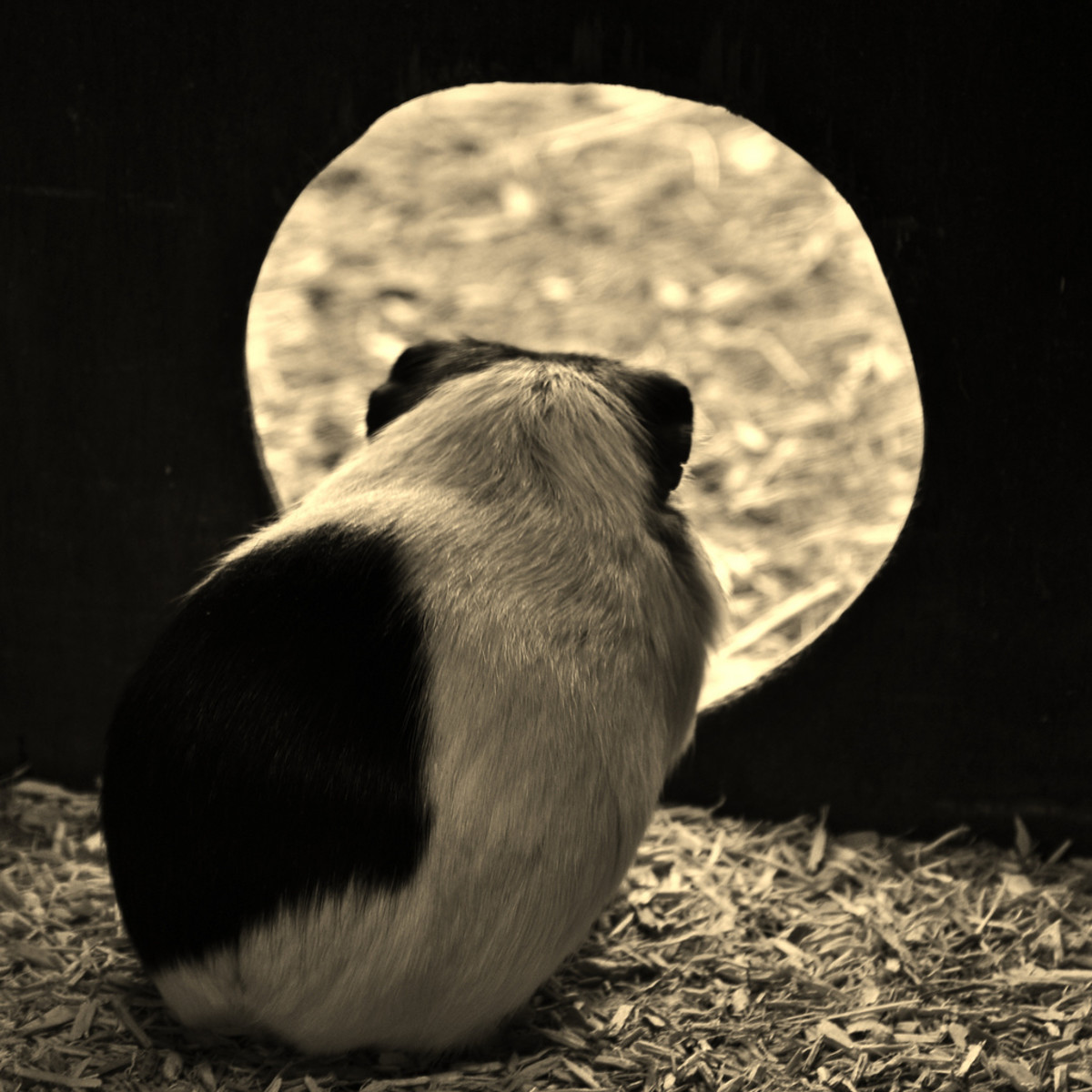 Causes of Sudden Death in Guinea Pigs PetHelpful