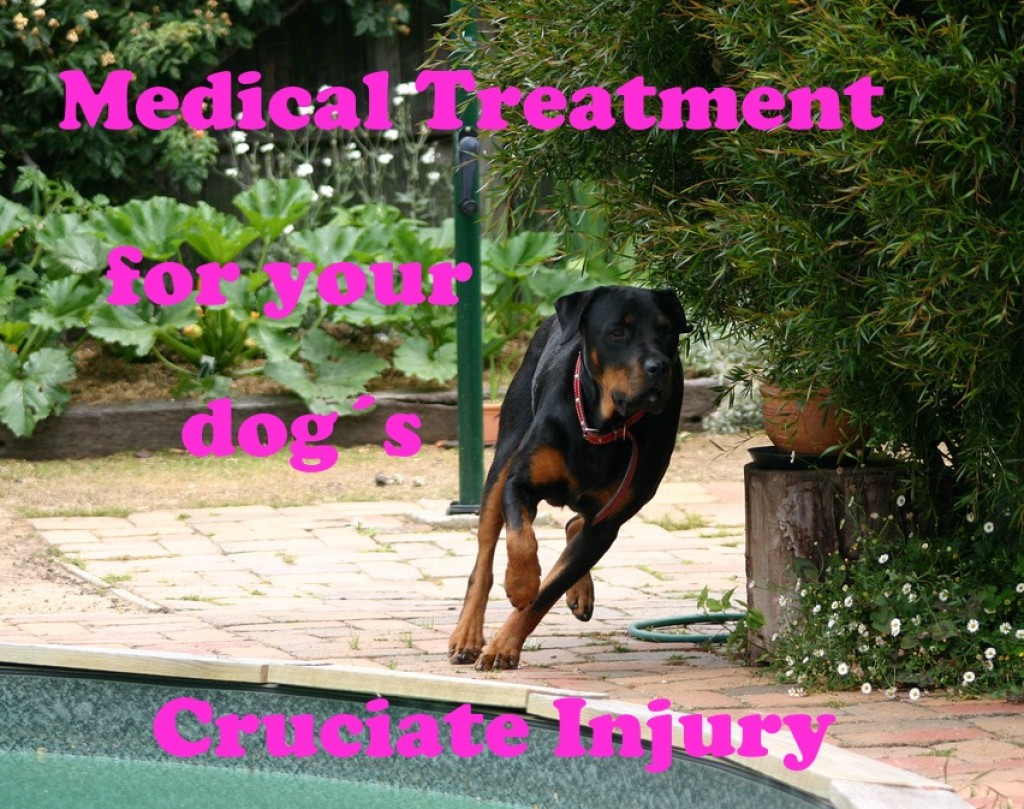 First Aid and Medical Treatment for Your Limping Dog's Damaged Cruciate Ligament PetHelpful