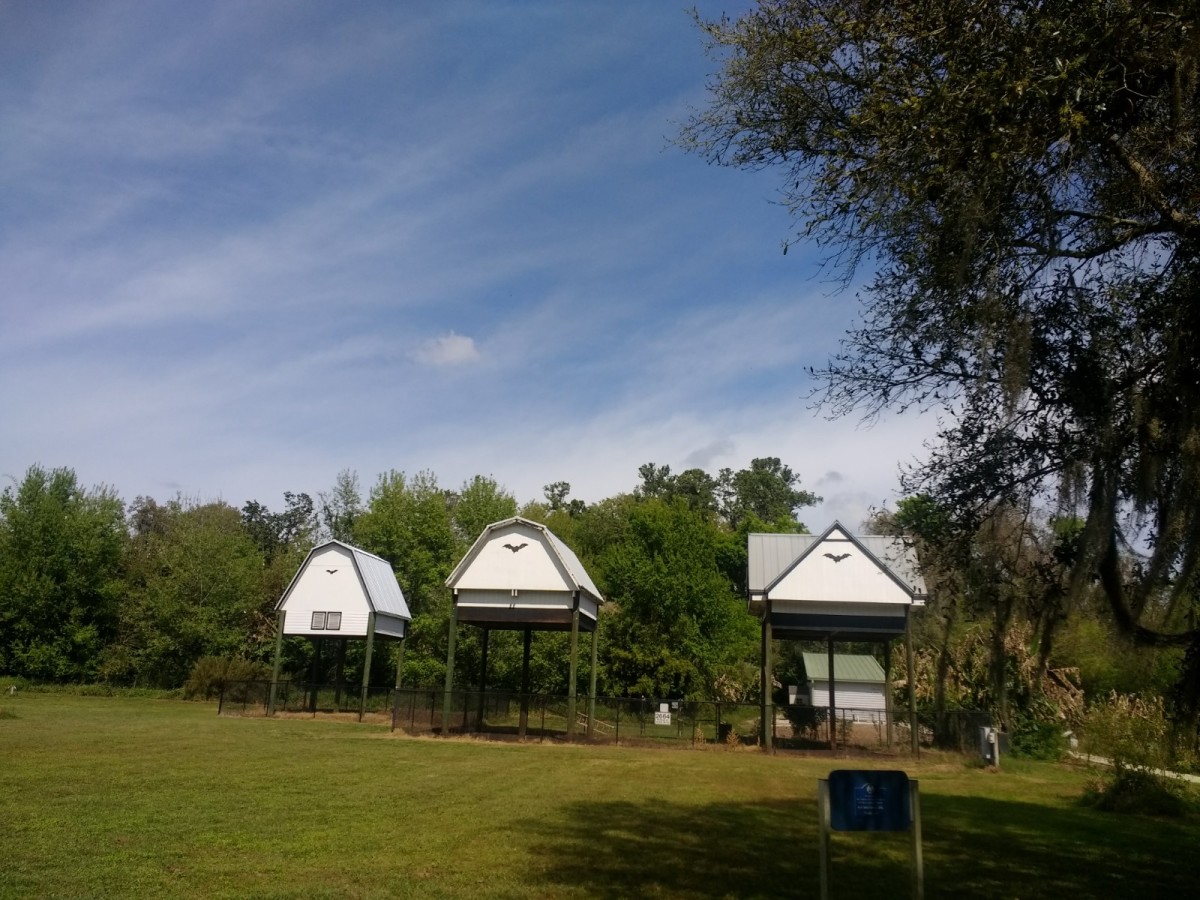 Visiting the U.F. Bat Barns and Bat House in Gainesville WanderWisdom