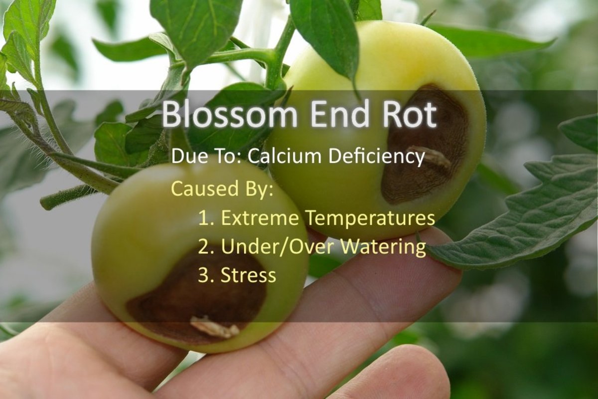 Blossom End Rot Stopping Tomatoes Turning Black on the Bottom Dengarden