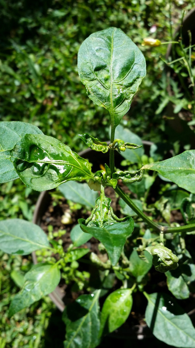 Yellow Tomato Leaf Curl Causes and Cures for Curling Leaves Dengarden