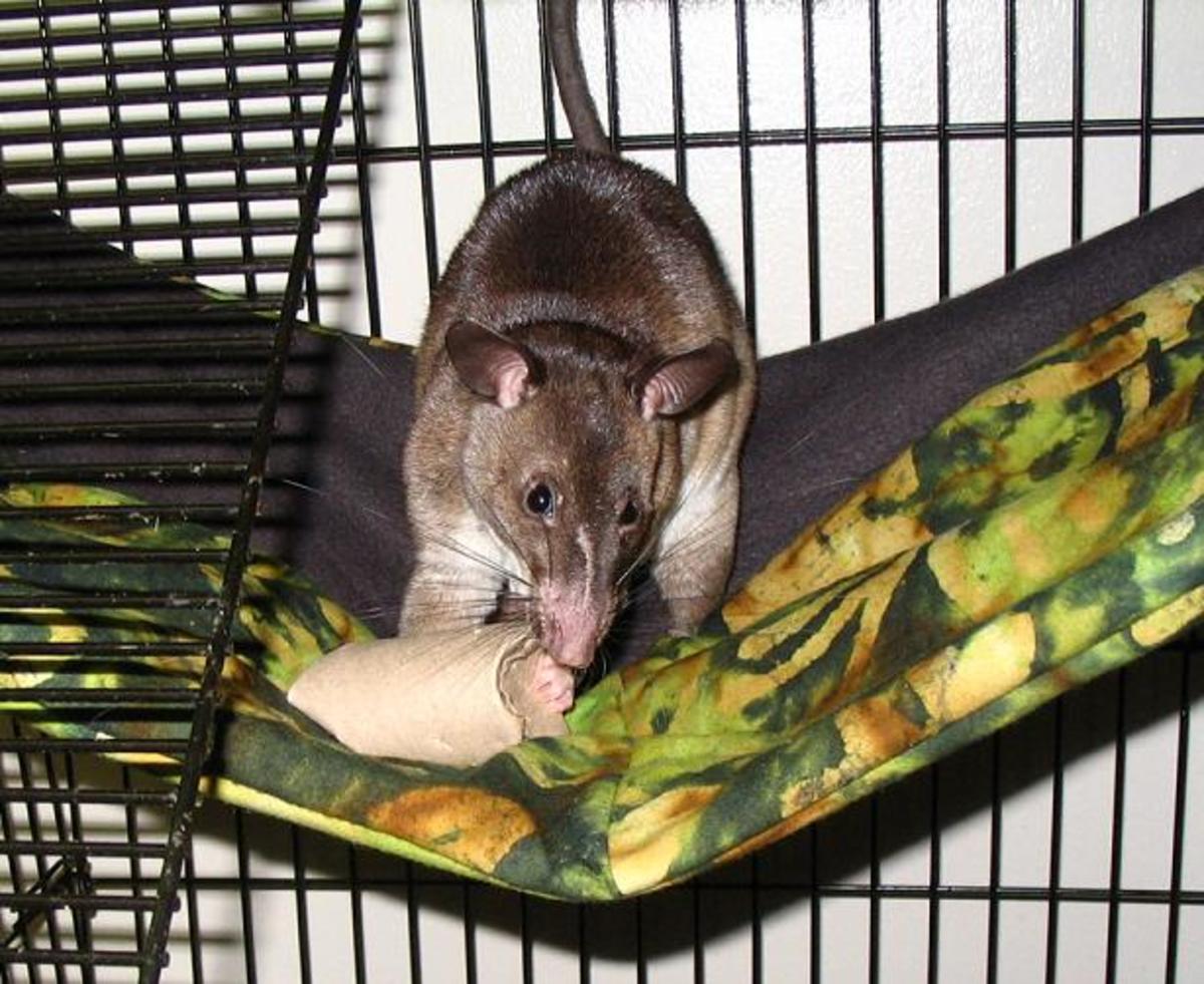 Gambian Pouched Rats Exotic Pets and Helpful Animals PetHelpful