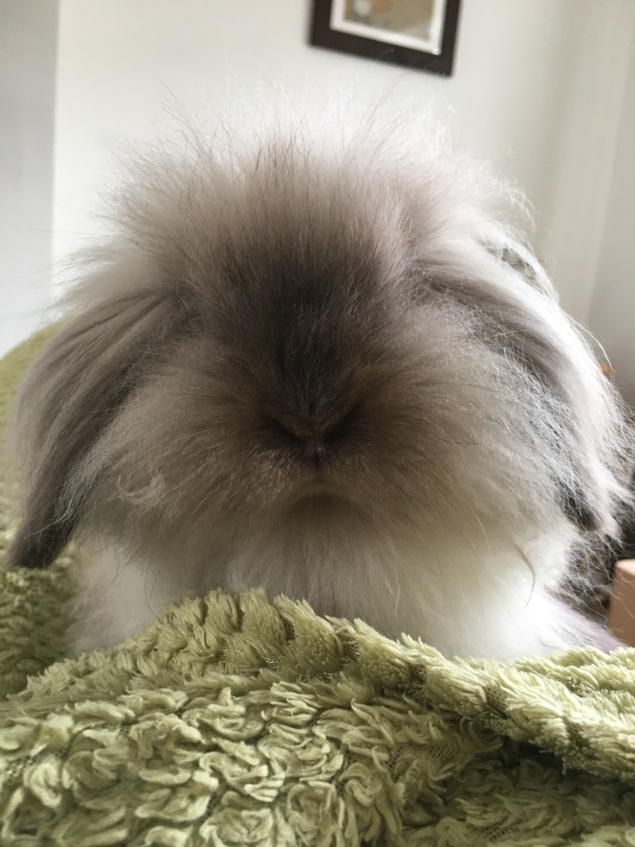 What Is A Miniature Blue Point Lion Lop Rabbit? HubPages