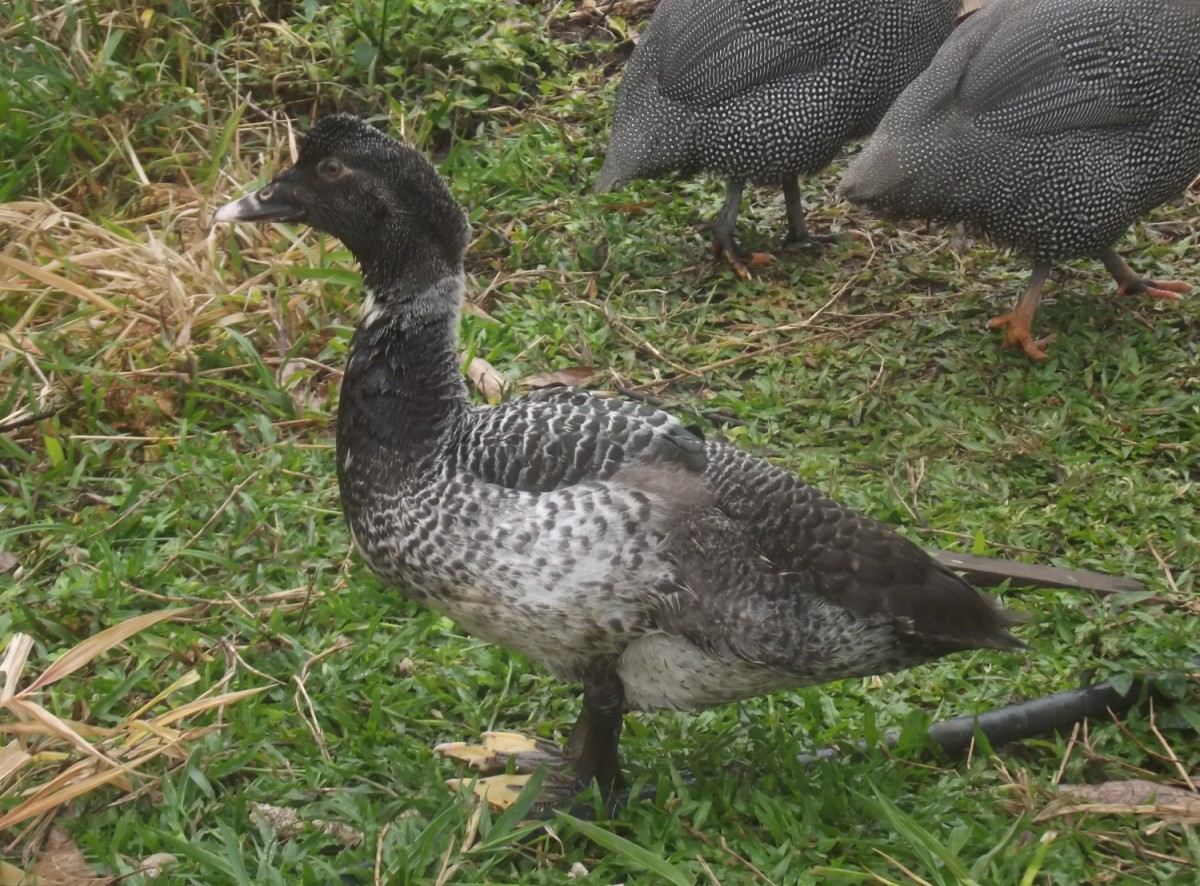 10 Reasons Muscovy Ducks Make Great Pets PetHelpful