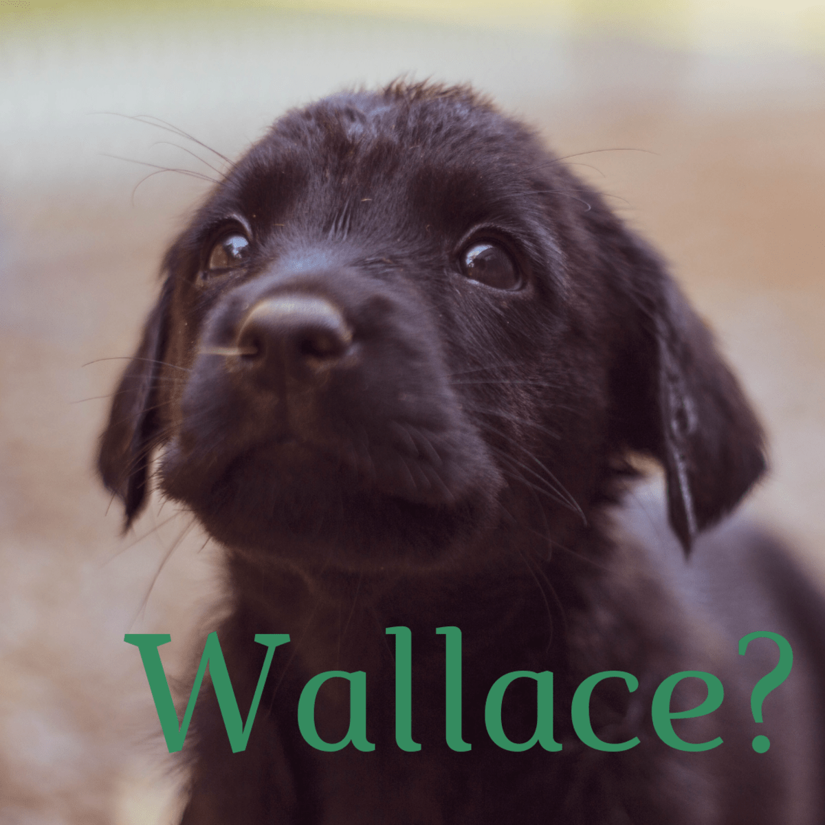 200+ Lucky Irish Dog Names and Meanings PetHelpful