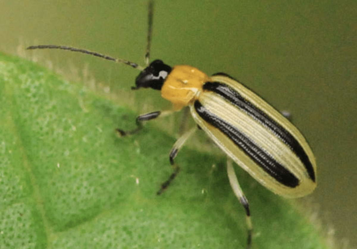 Beetle Identification and Guide to 21 Common Types Owlcation