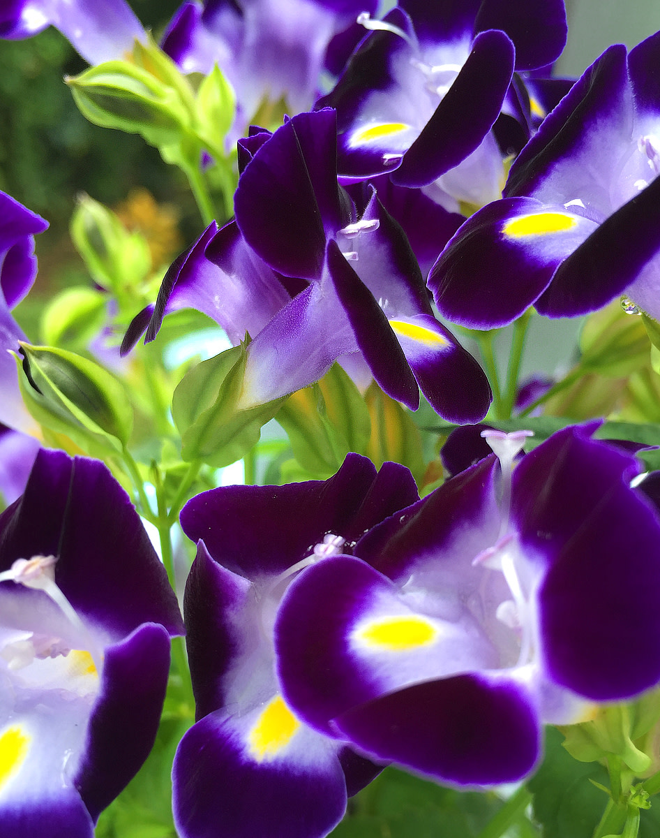 Planting a Garden With Purple Tropical Flowers Dengarden
