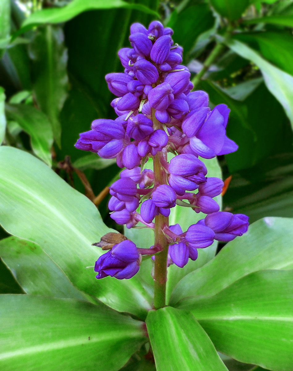 Planting a Garden With Purple Tropical Flowers Dengarden