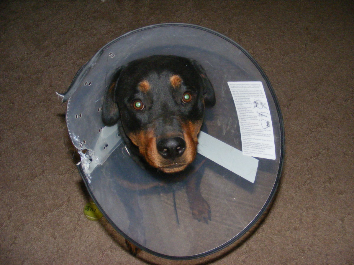 Dog Health How to Stop a Dog From Chewing on a Wound PetHelpful