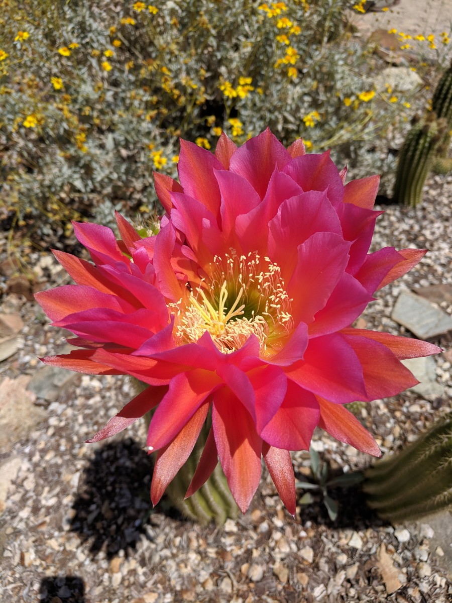 Tucson's ArizonaSonora Desert Museum's Blooming Torch Cacti WanderWisdom