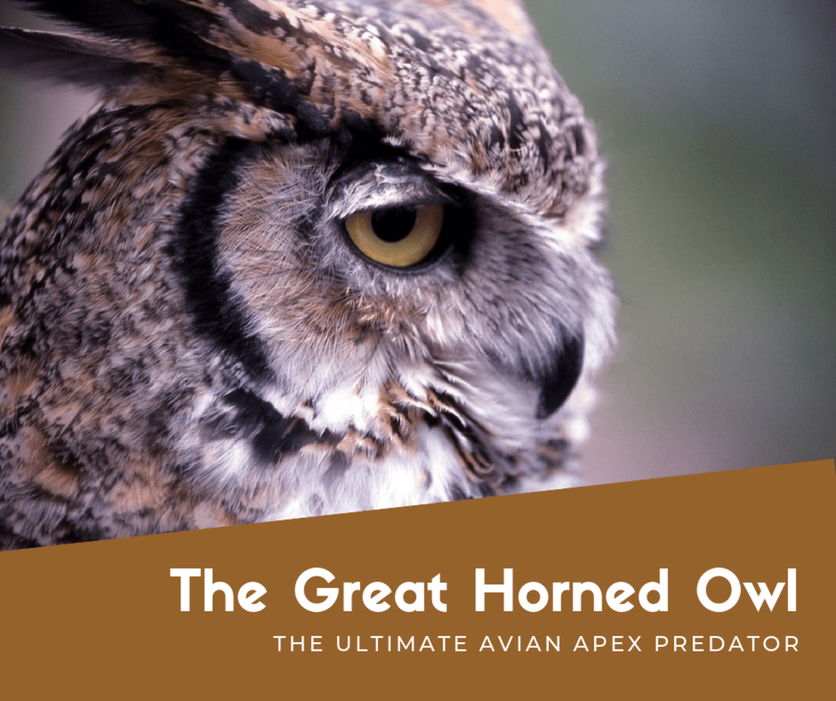 Weight A Great Horned Owl Can Carry Blog Dandk