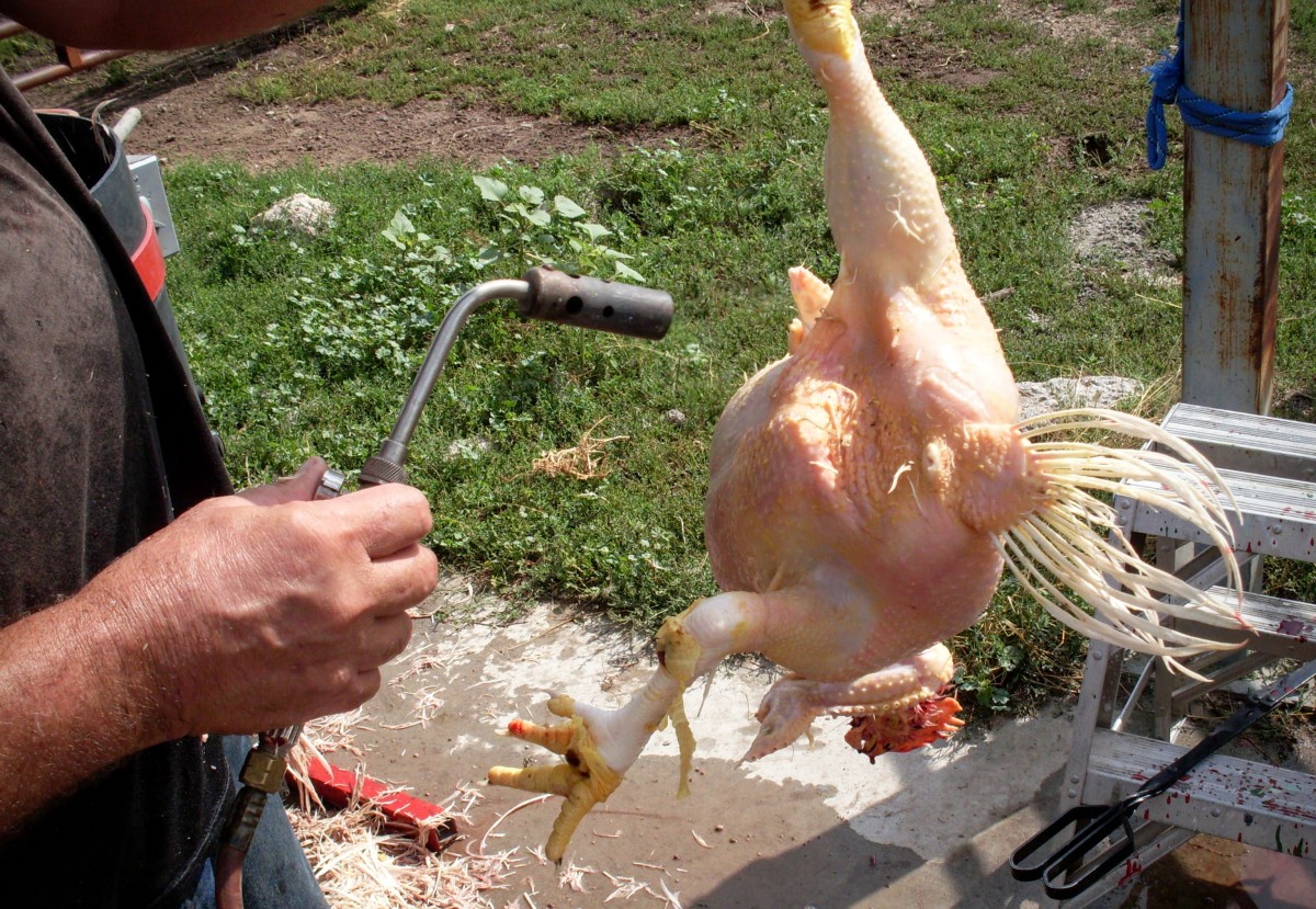 How to Butcher a Chicken, Part 1 Preparing Your Work Space; Killing