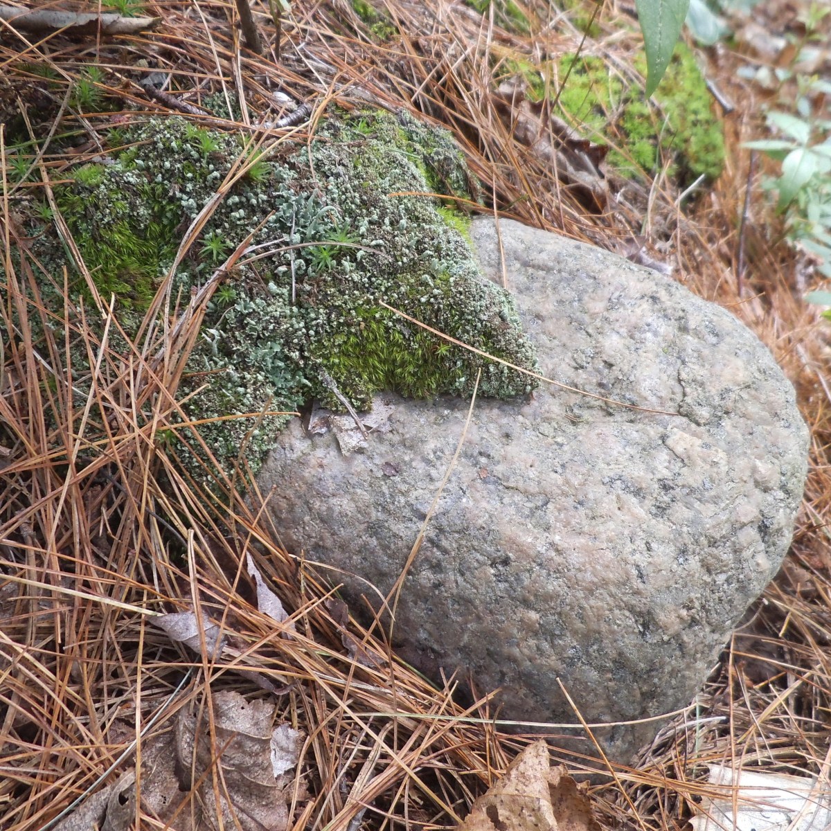 Plant Moss In Your Fairy Garden HubPages