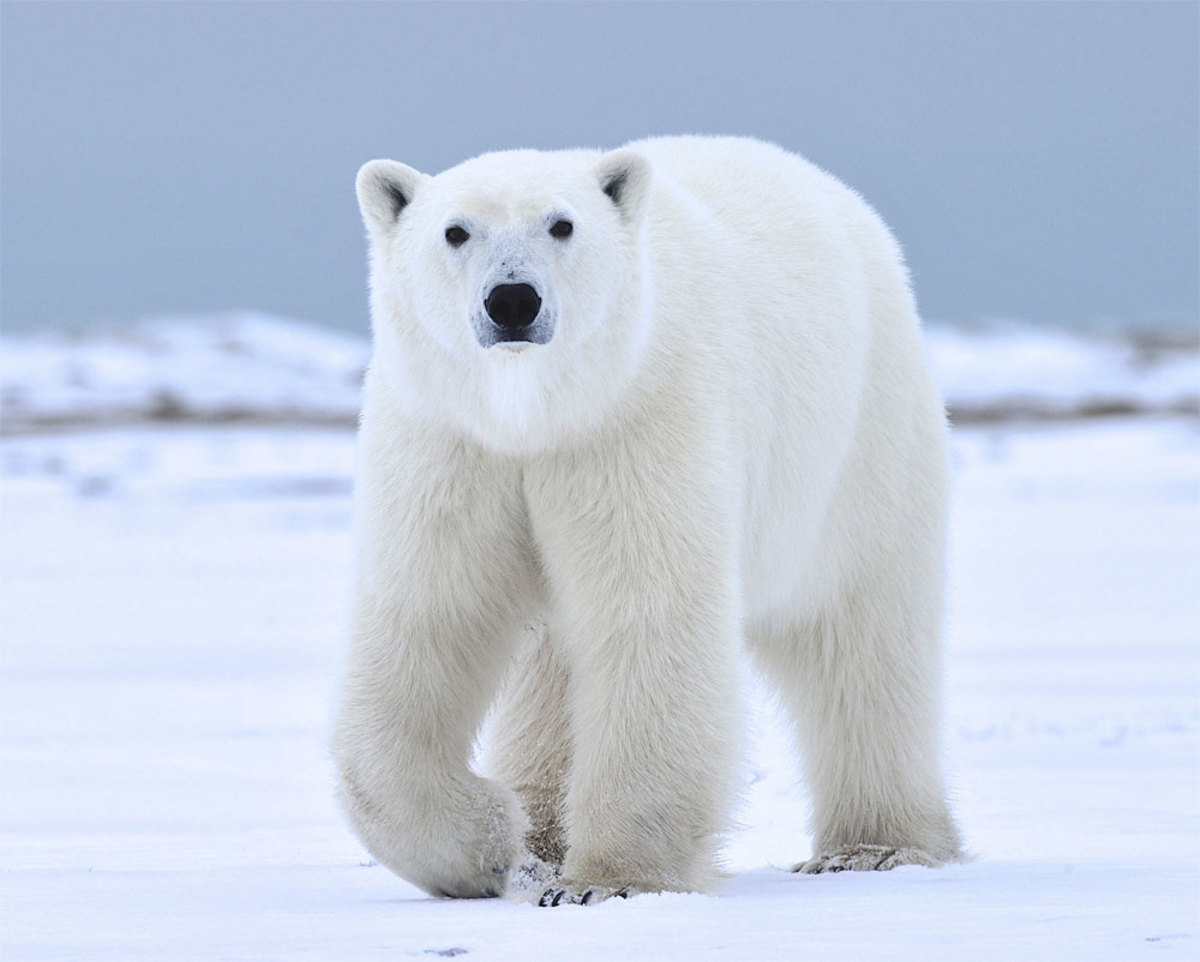 Facts about Polar Bears and Their Conservation HubPages