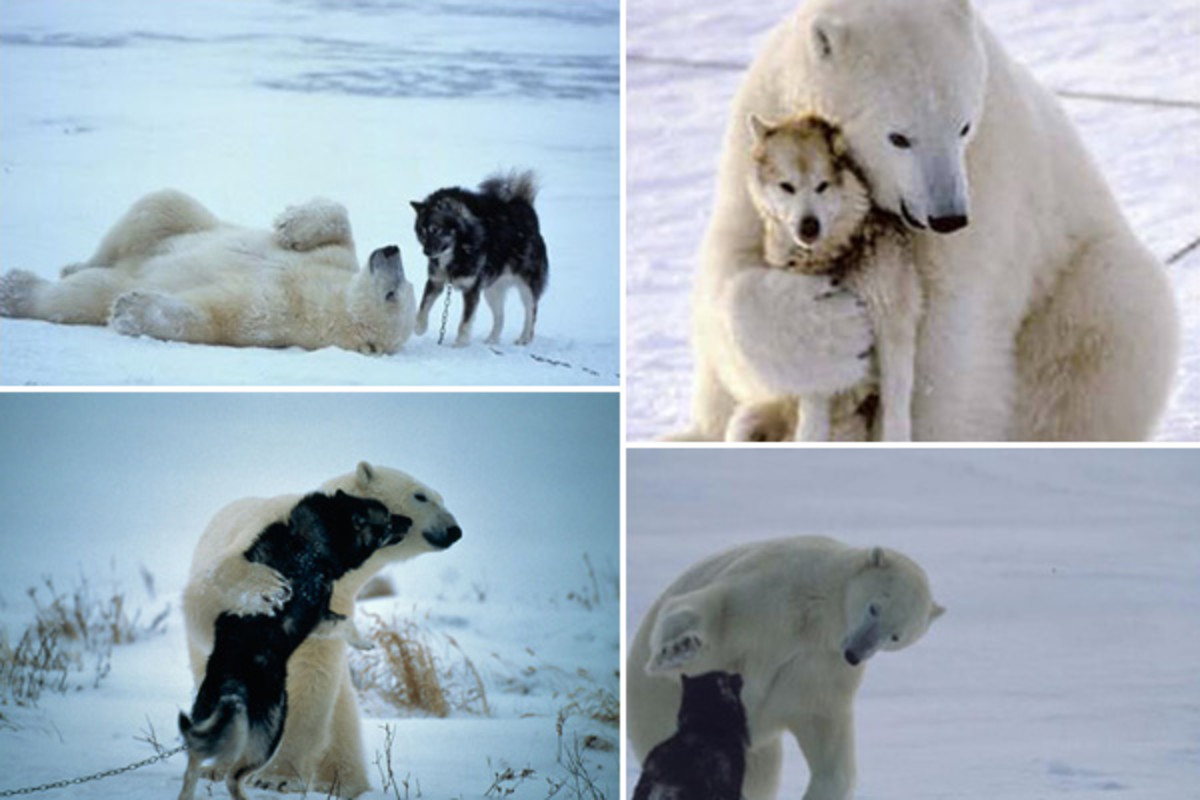 Facts about Polar Bears and Their Conservation HubPages