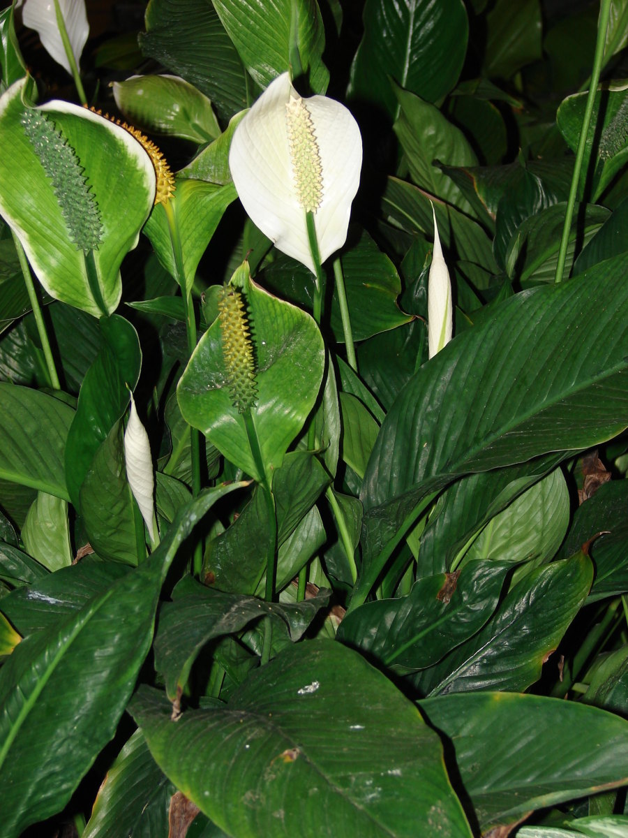 12 Poisonous Houseplants, Their Health Effects, and Safe Alternatives