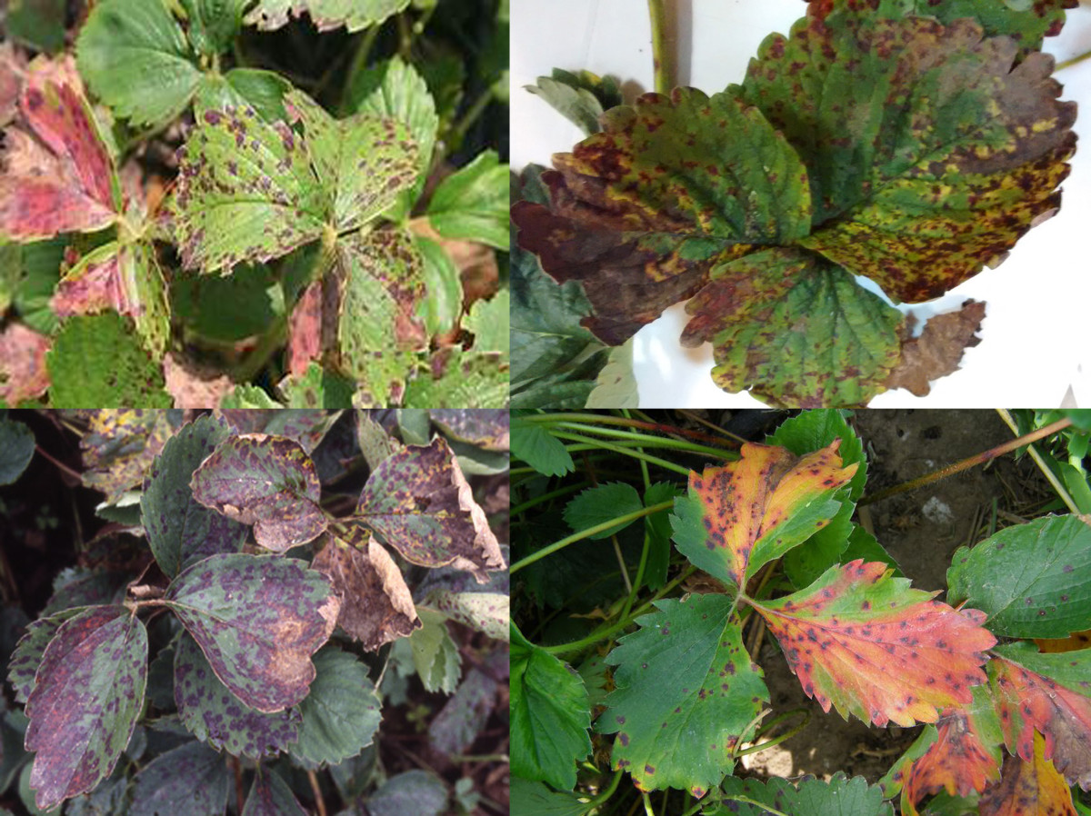 Compendium of Diseases of Crops Strawberry HubPages