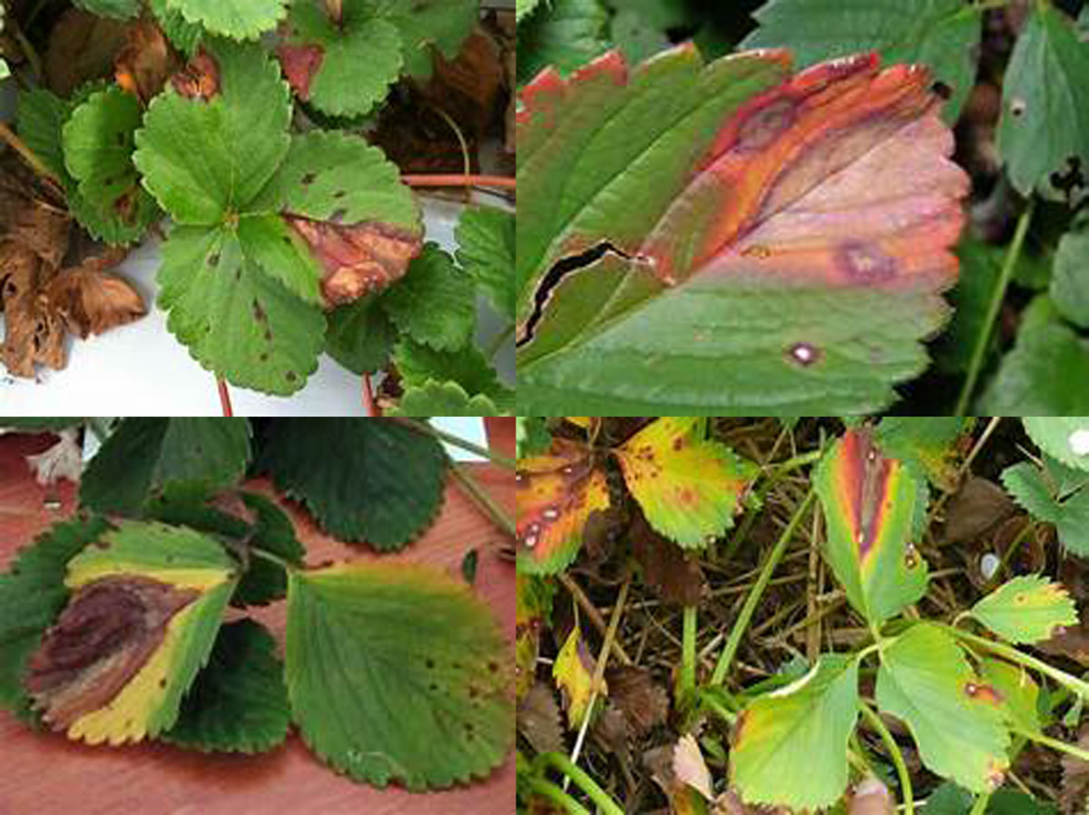 Compendium of Diseases of Crops Strawberry HubPages