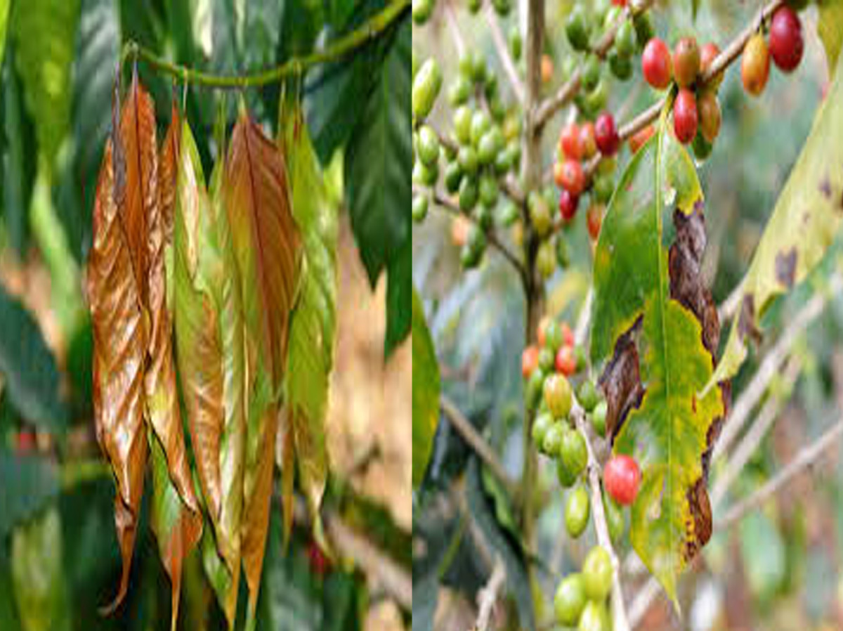 Compendium of Diseases of Crops Coffee HubPages