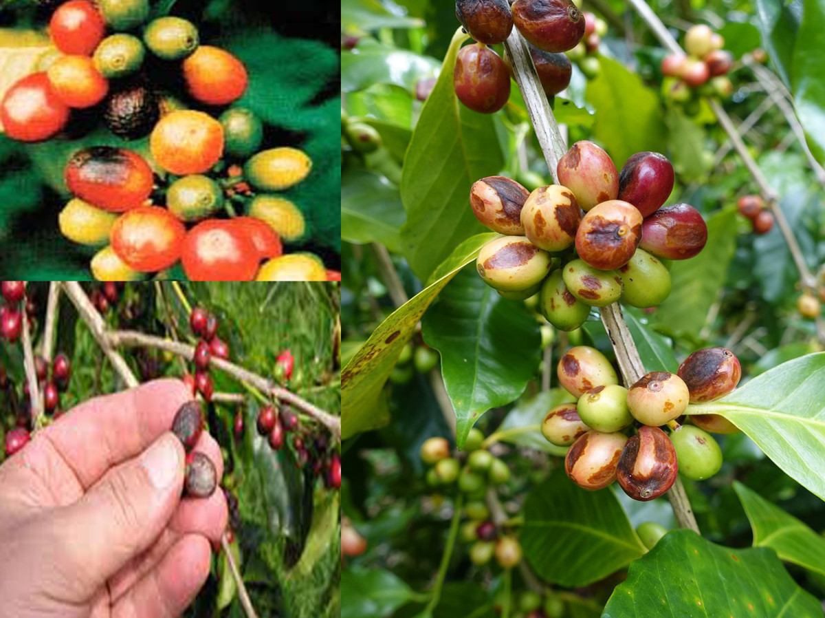 Compendium of Diseases of Crops Coffee HubPages