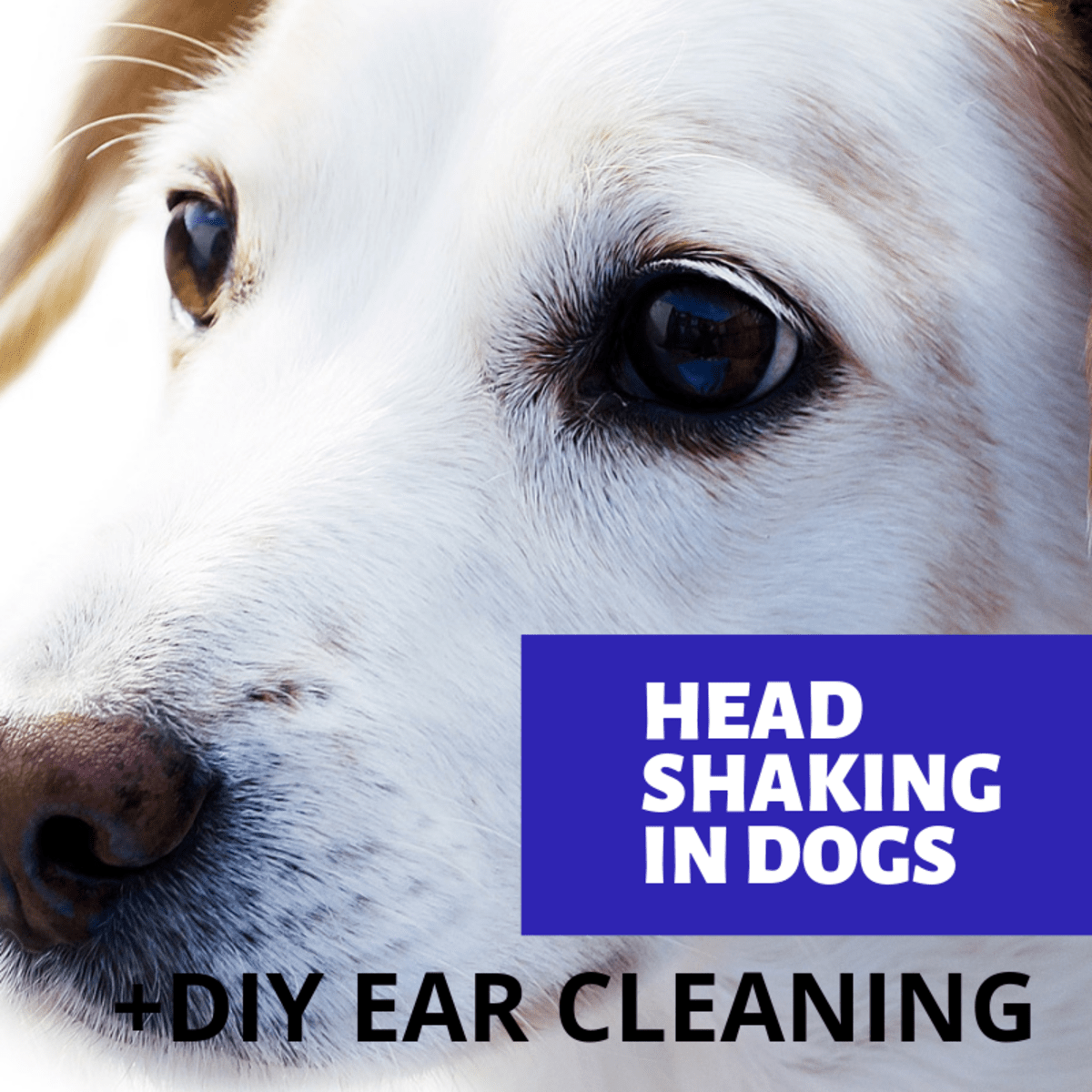 Hematoma Swollen Dog Ear Flap and How to Treat It PetHelpful