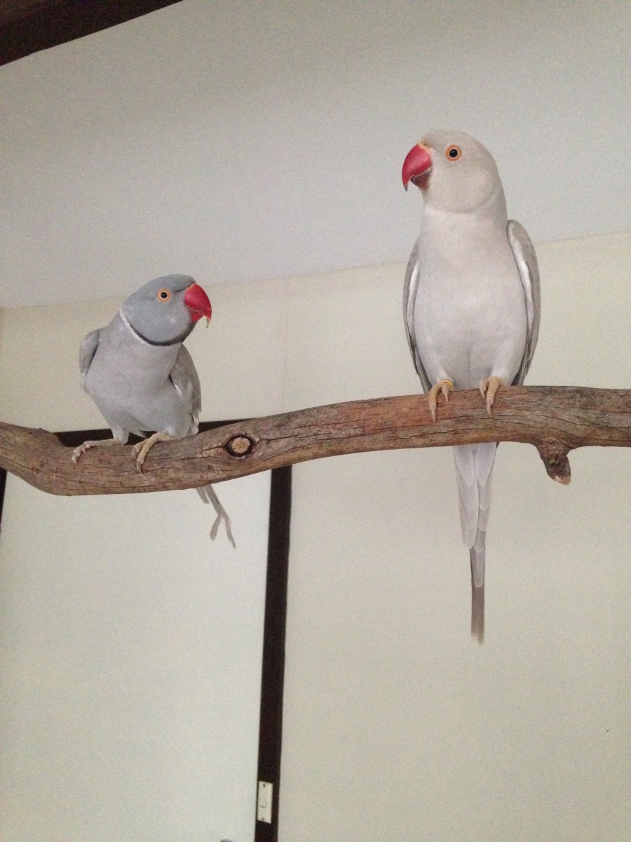 Indian Ringneck Parrots PetHelpful