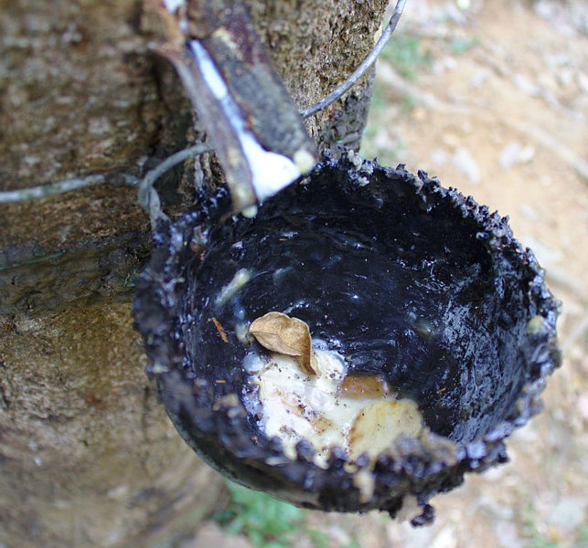 How to Make Natural Rubber Latex at Home