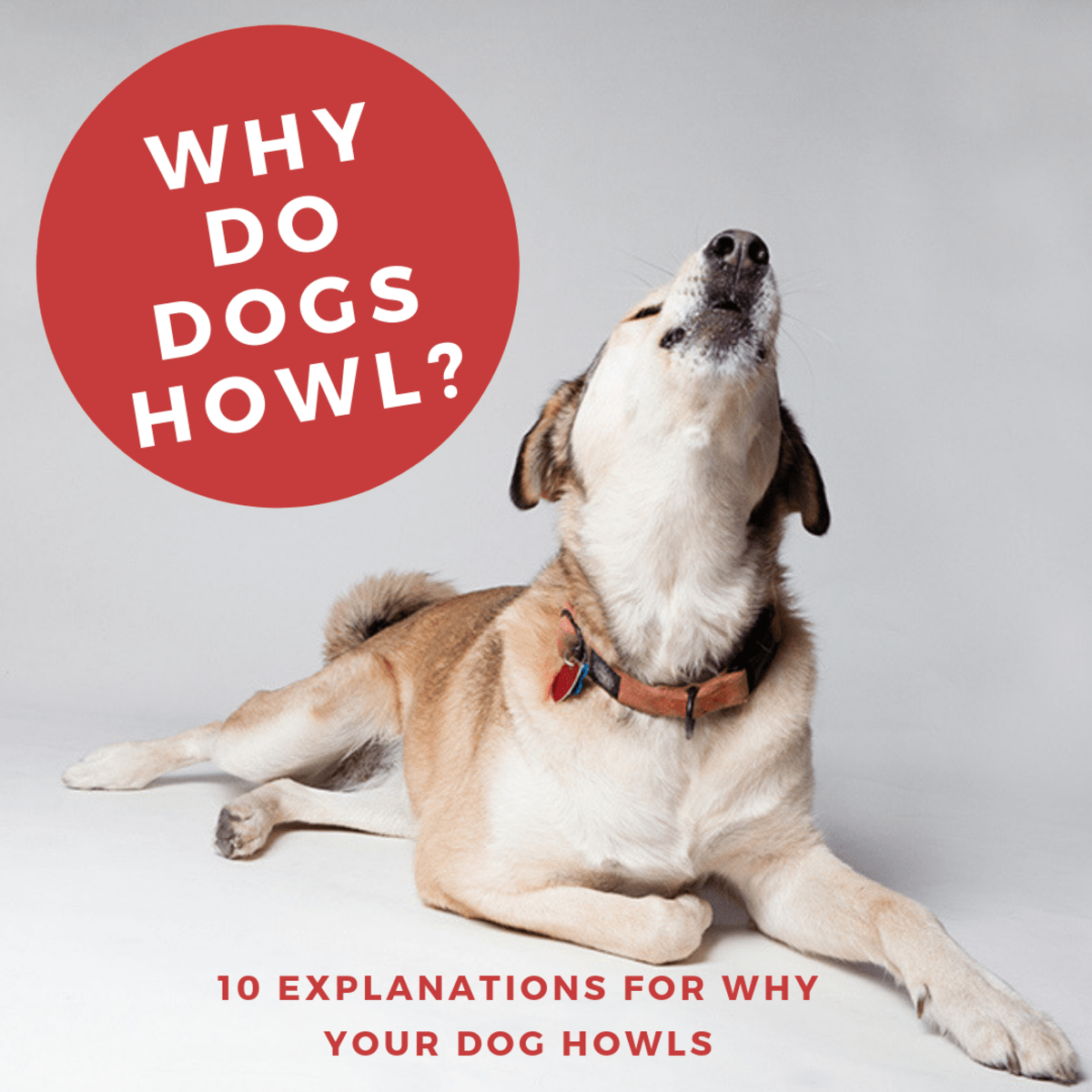 10 Reasons Why Dogs Howl PetHelpful