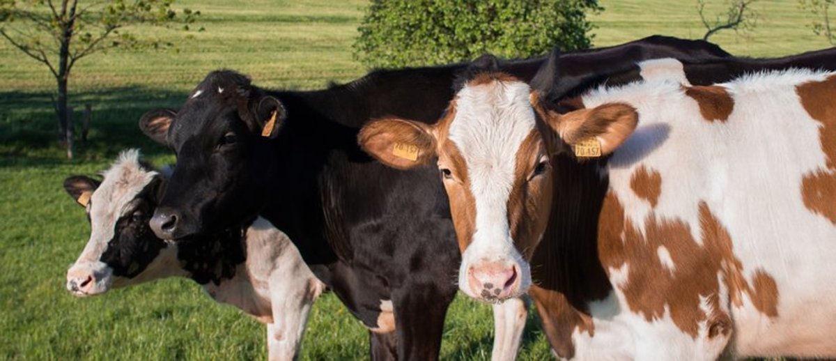 A2 Milk The MilkLover's Solution to Protein Intolerance CalorieBee