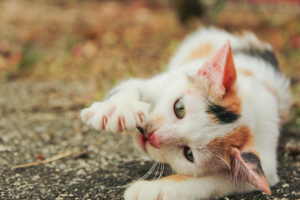 Pros and Cons of Declawing Your Indoor House Cat HubPages