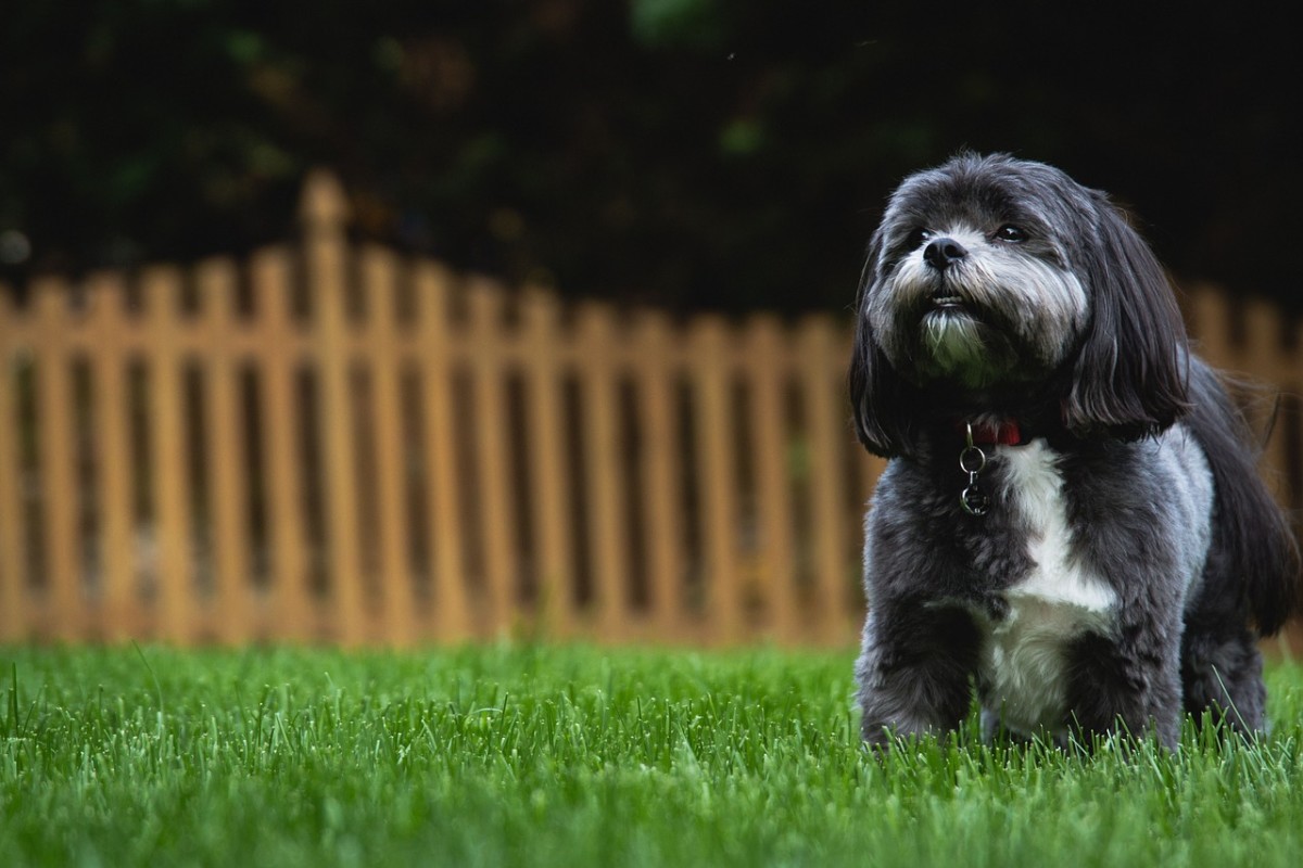 Shih Tzu Rottweiler Mix Learn About the Shihweiler HubPages