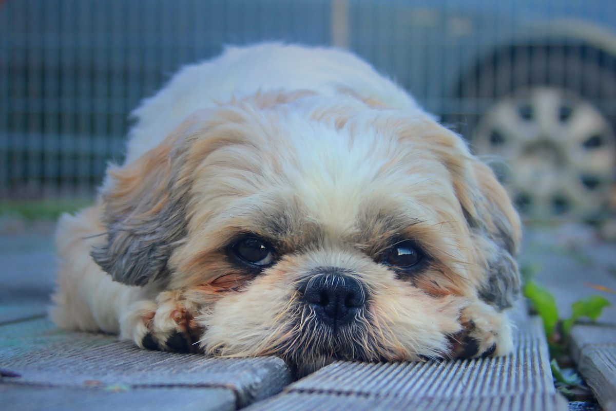 Shih Tzu Rottweiler Mix Learn About the Shihweiler HubPages