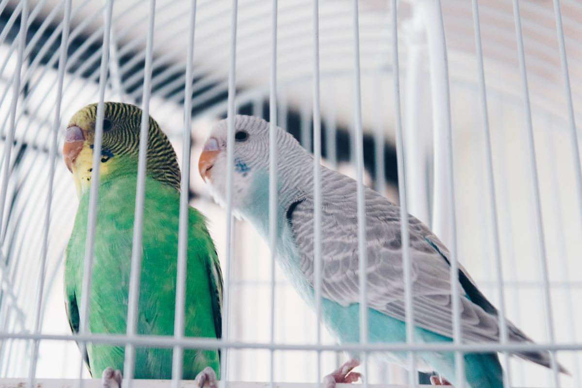 Which Foods Are Safe for Parakeets to Eat? PetHelpful