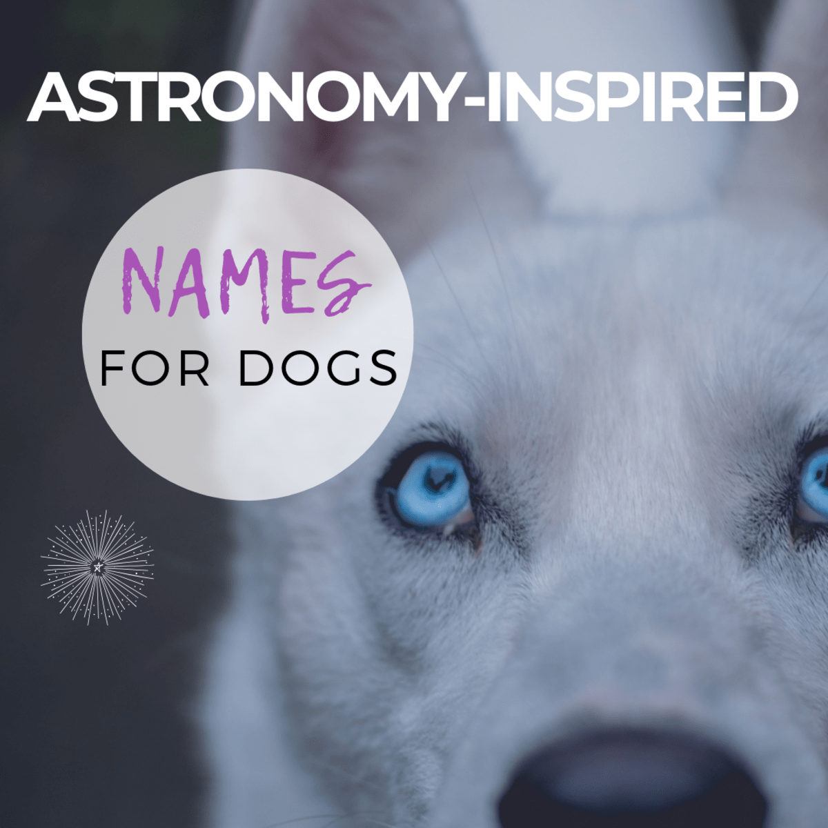 15 Astronomical Names for Your Dog PetHelpful