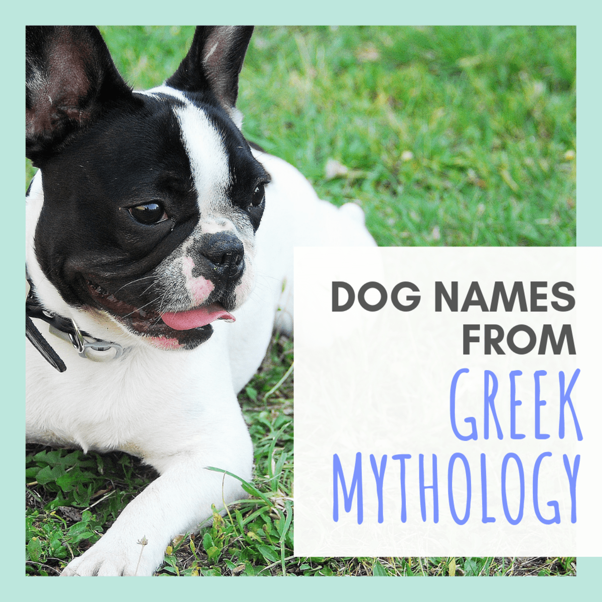 50+ Norse Mythology and Viking Dog Names PetHelpful