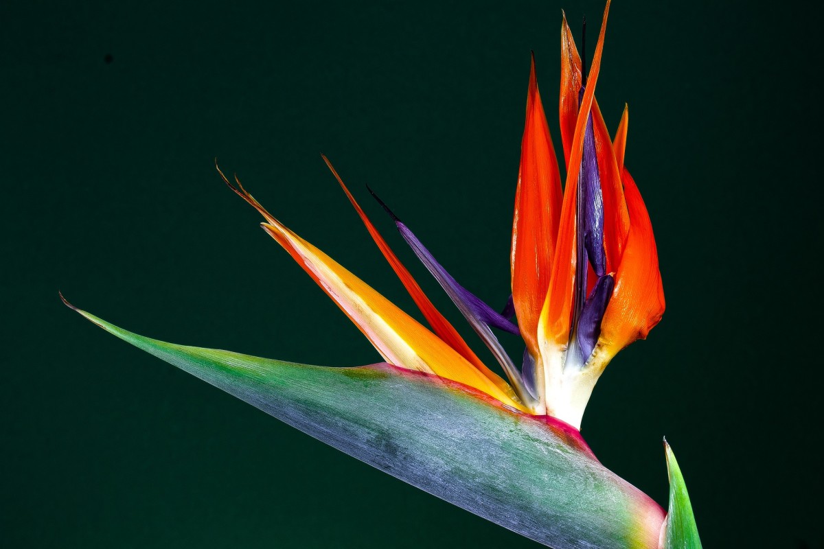 8 Common Houseplants That Are Poisonous to Dogs PetHelpful