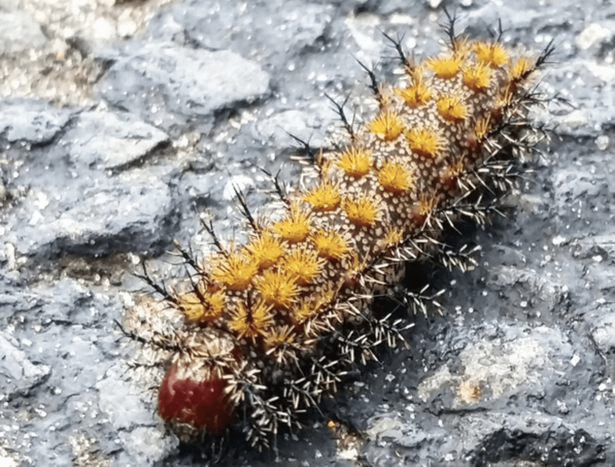 Poisonous Caterpillars Can Sting Your Dog or Cat PetHelpful