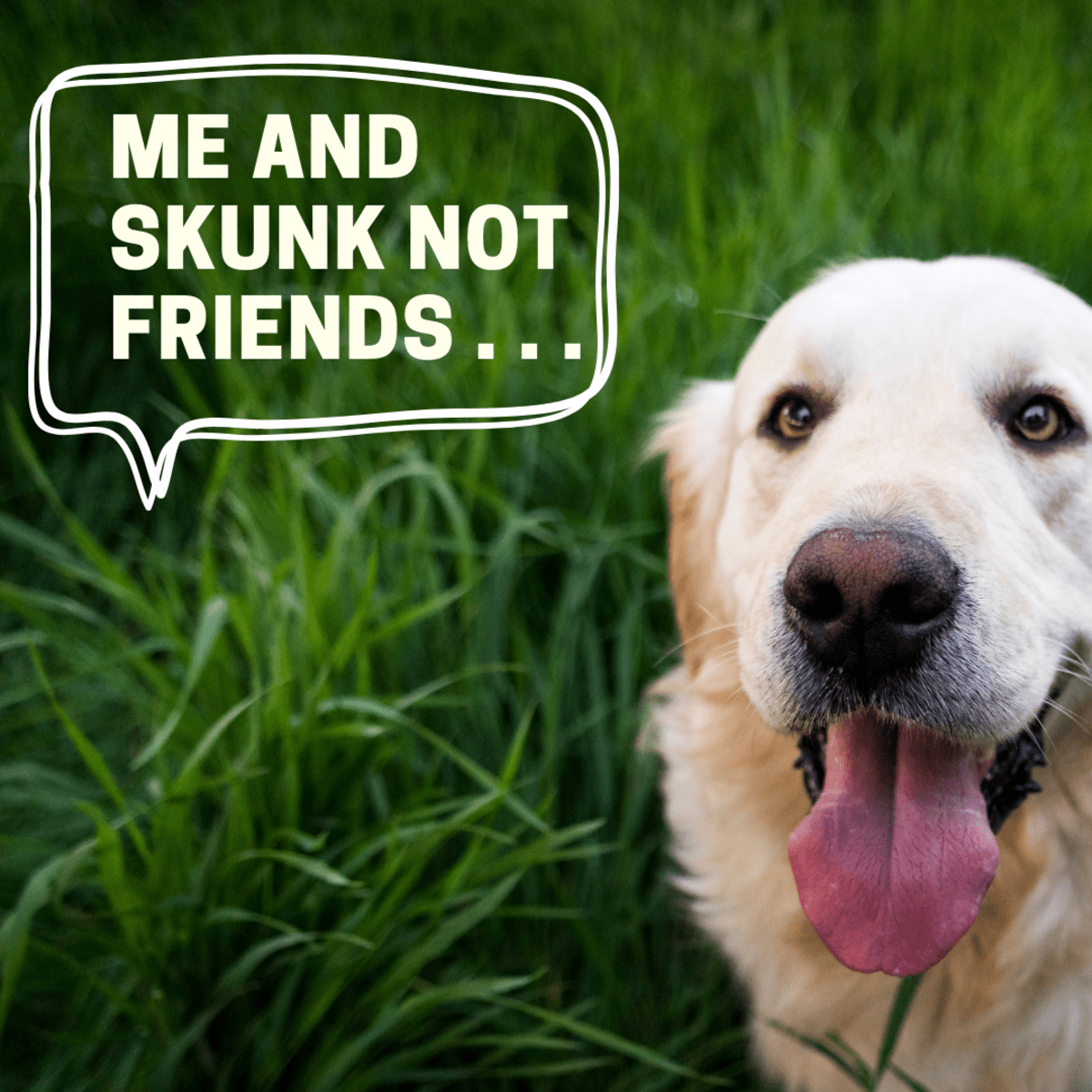 Skunk Removal Recipe For Dogs Dandk Organizer