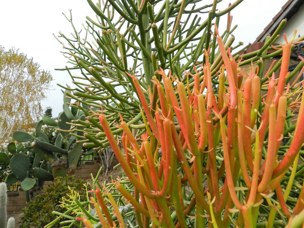 How to Care for Fire Sticks Succulents Dengarden