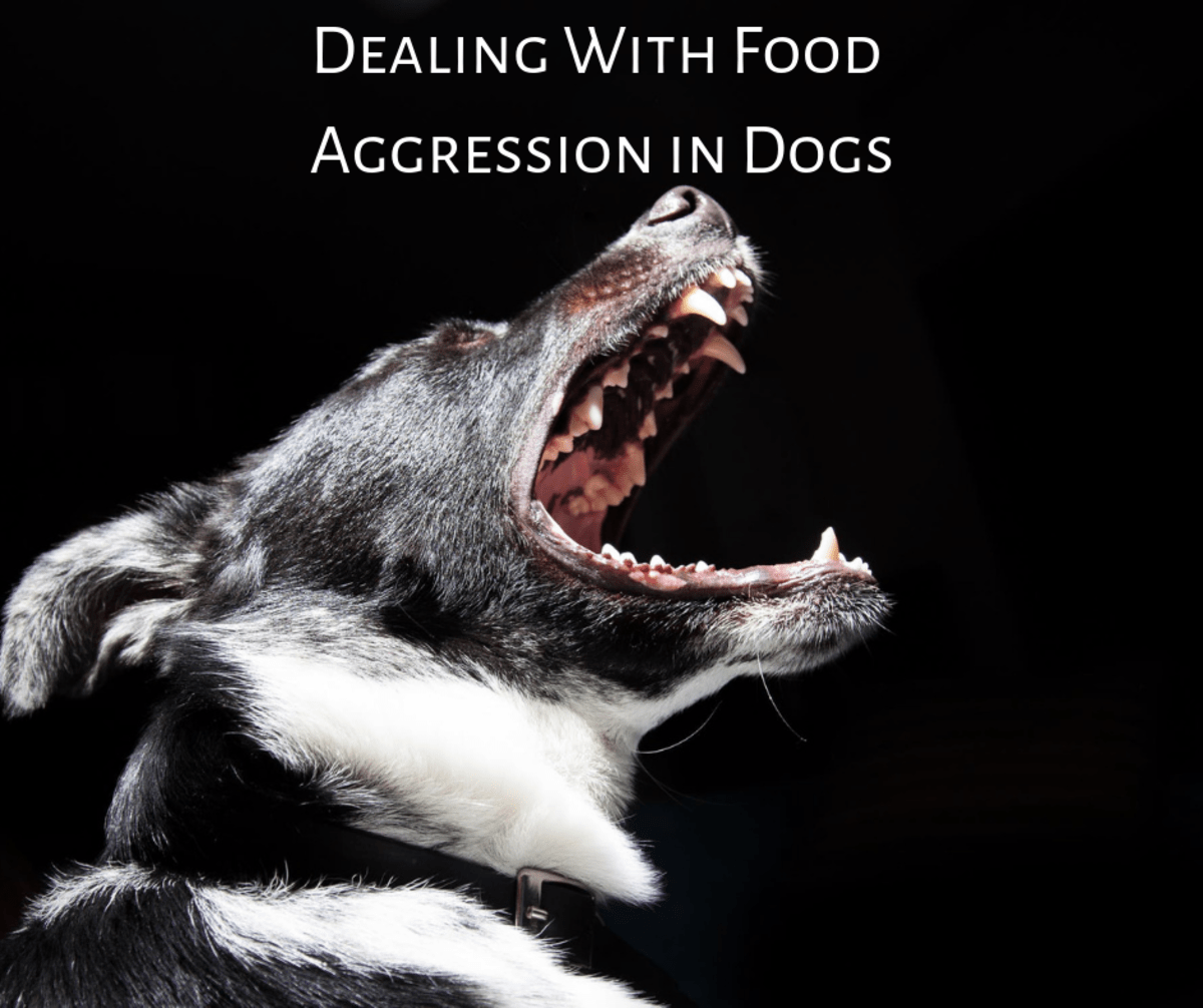 Dog Aggression Towards Other Dogs With Food