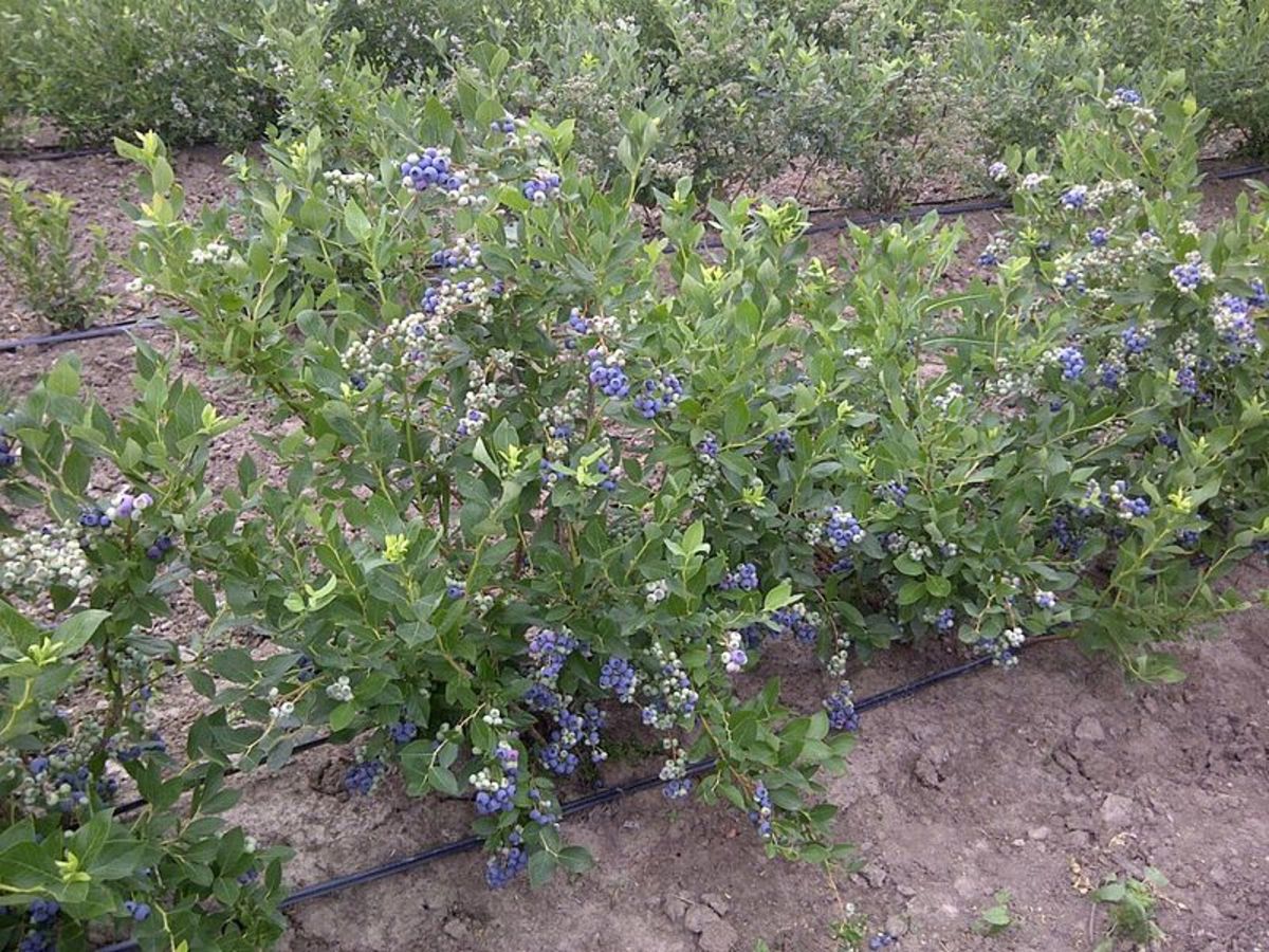 How to Grow Blueberries, a Native Berry Dengarden
