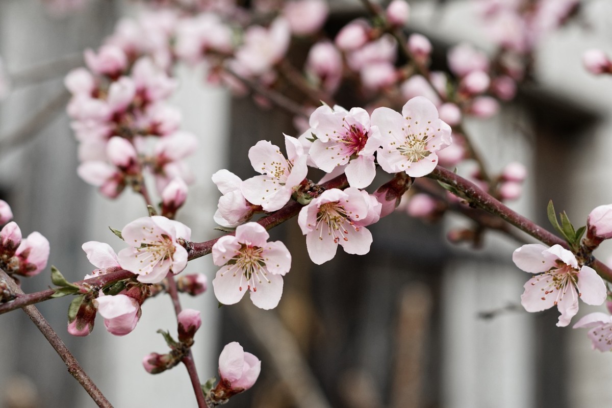 Why You Should Plant a Nectarine Tree Today Dengarden