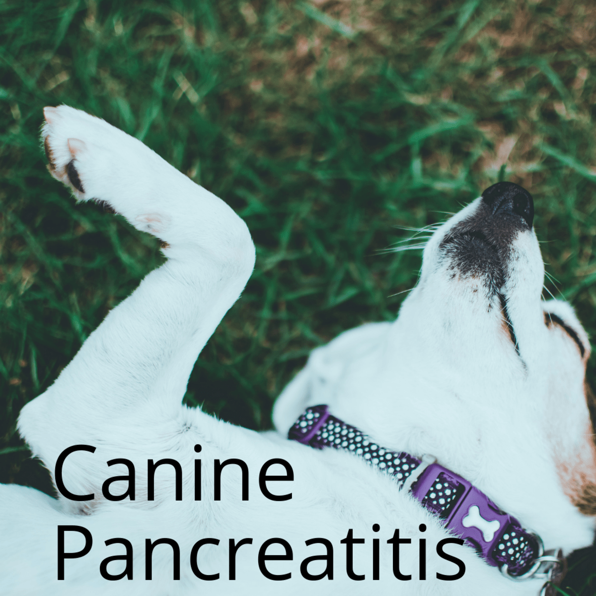 What Is Canine Pancreatitis? PetHelpful