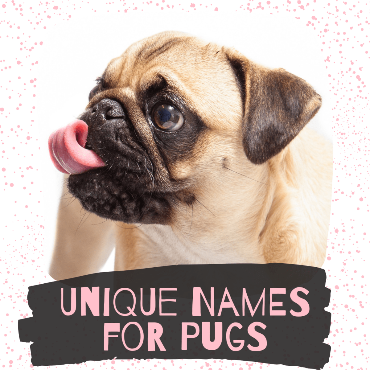 300+ Unique Female Dog Names by Category PetHelpful