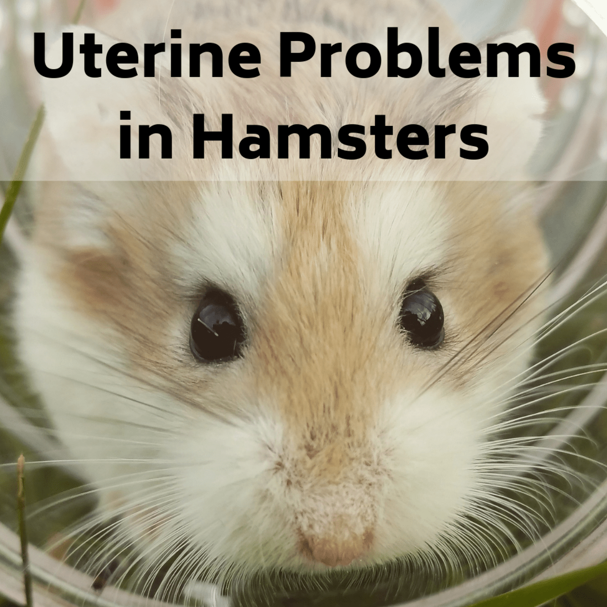 Signs and Treatment of Broken Legs in Hamsters PetHelpful