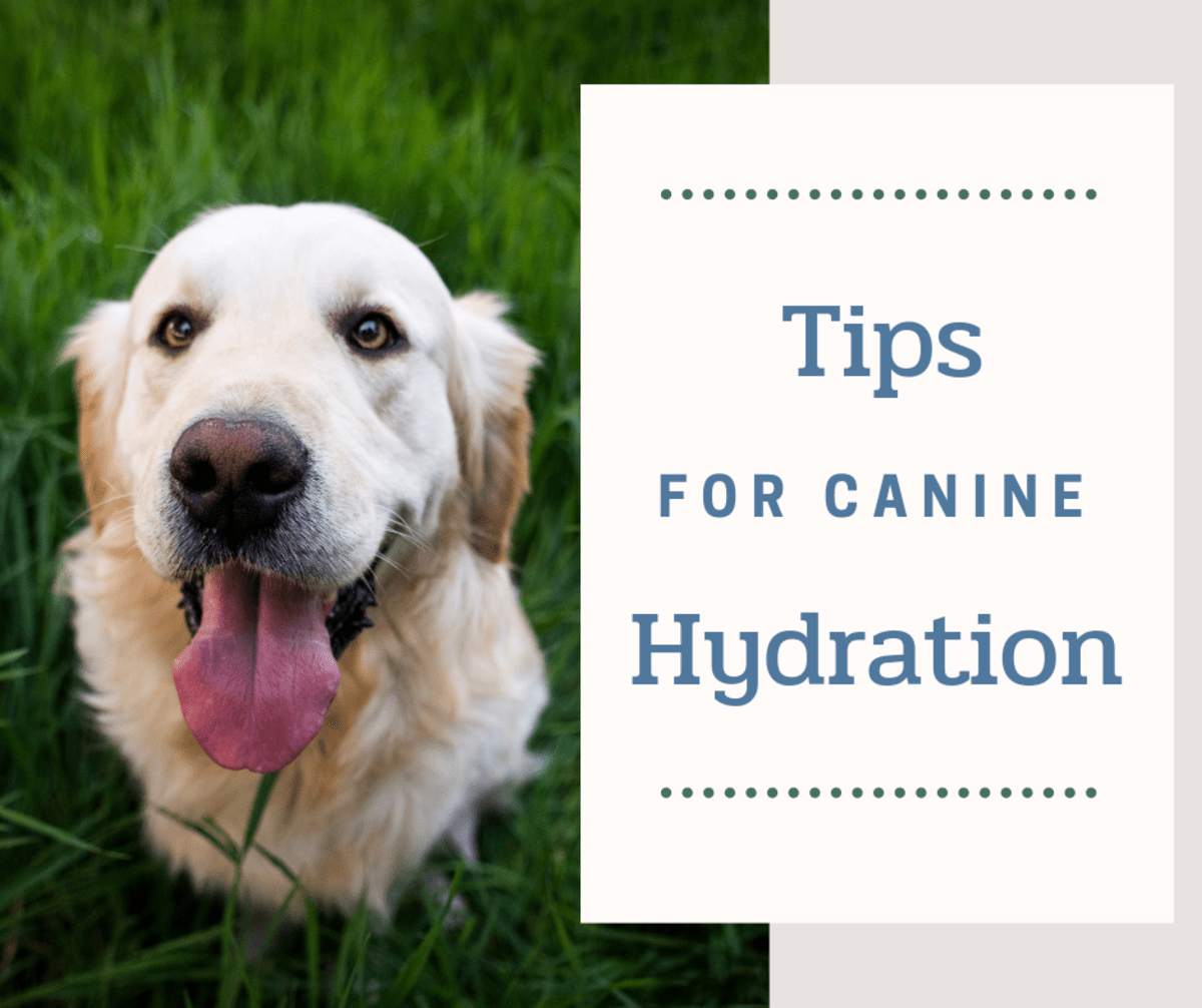 Is Pedialyte Okay for Dogs? Tips to Keep Your Dog Safe in Summer