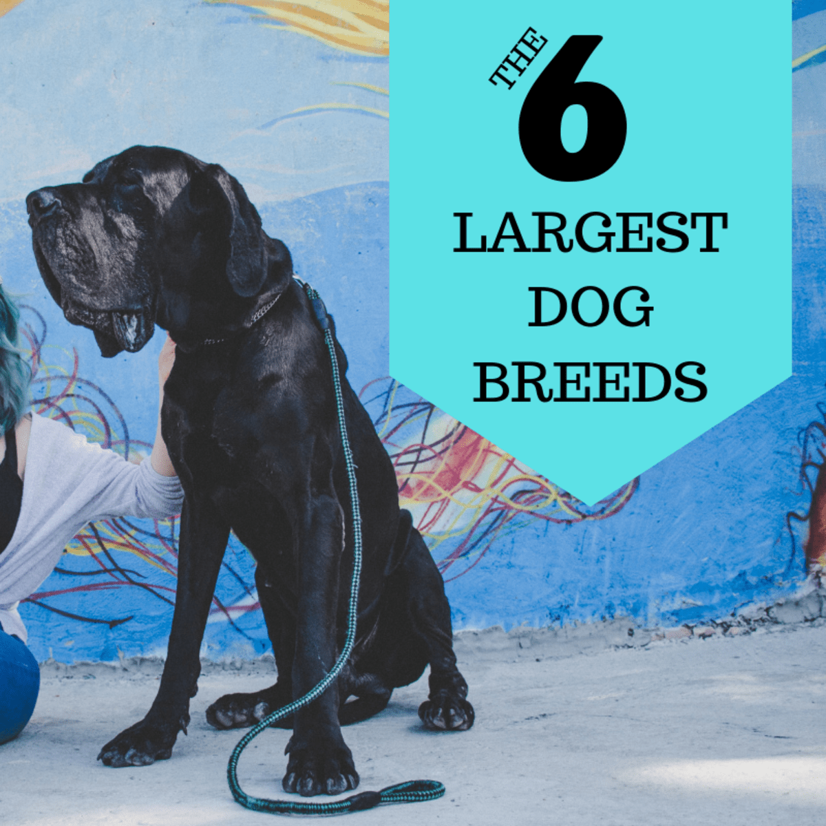 The 6 Biggest Breeds of Dogs PetHelpful