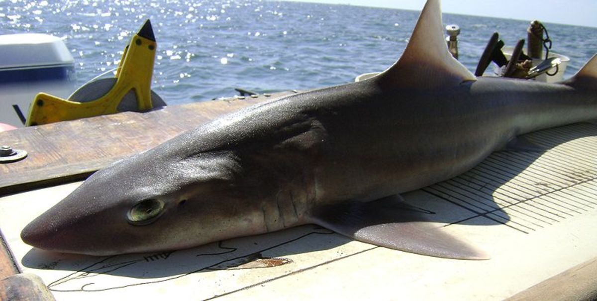 Are There Sharks in Long Island Sound? Yup! Shark Attacks Too! HubPages