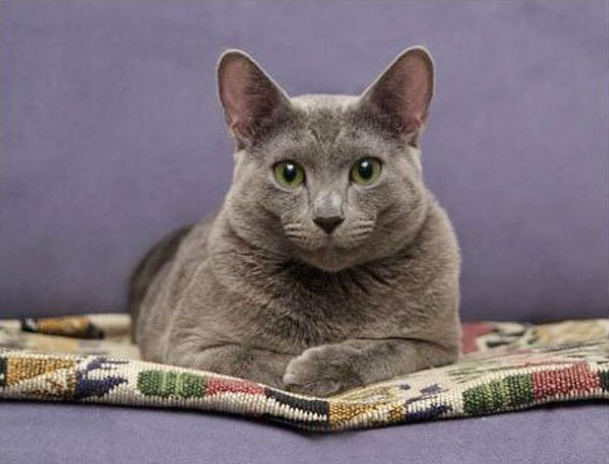 Boy Cat Names Russian Blue at James Smart blog