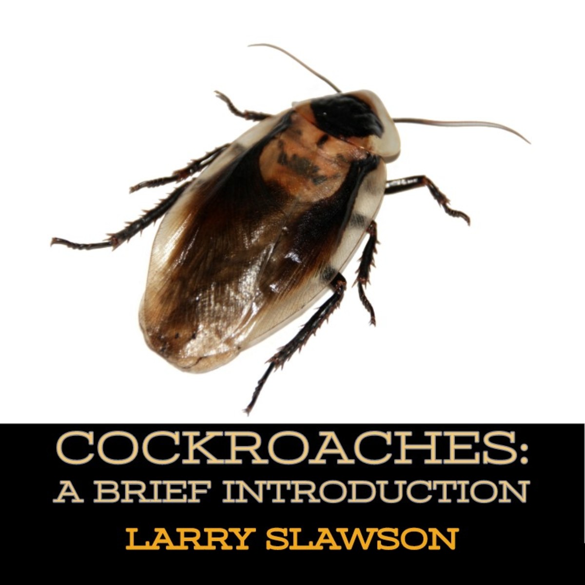 Roach Facts Why Do Cockroaches Die on Their Backs and More Owlcation